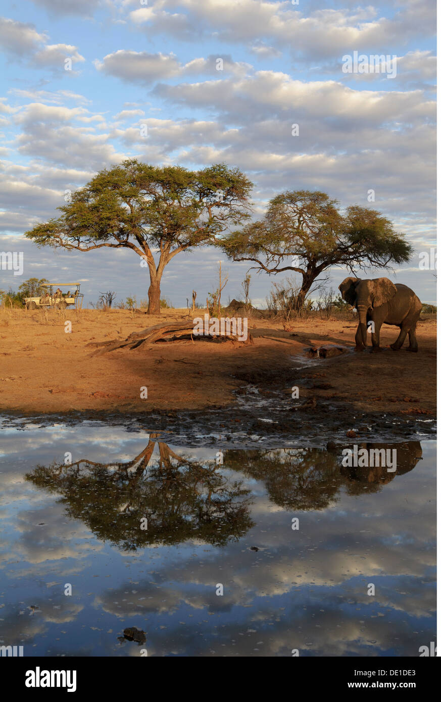 zoology / animals, mammal / mammalian, Elephantidae, African Bush Elephant (Loxodonta africana), Hwange National Park, Zimbabwe, distribution: Africa, Additional-Rights-Clearance-Info-Not-Available Stock Photo