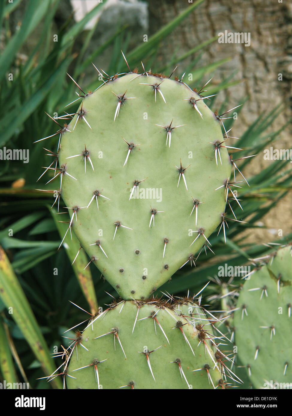 Cactus opuntia nopales prickly pears hires stock photography and