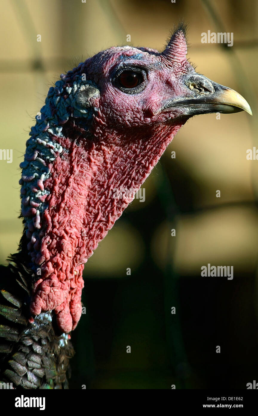 A Close up of a Head of a Turkey Stock Photo