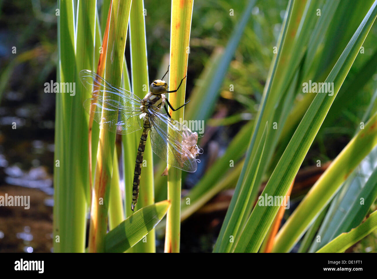 Dragonfly newly emerged from nymph stage. Stock Photo