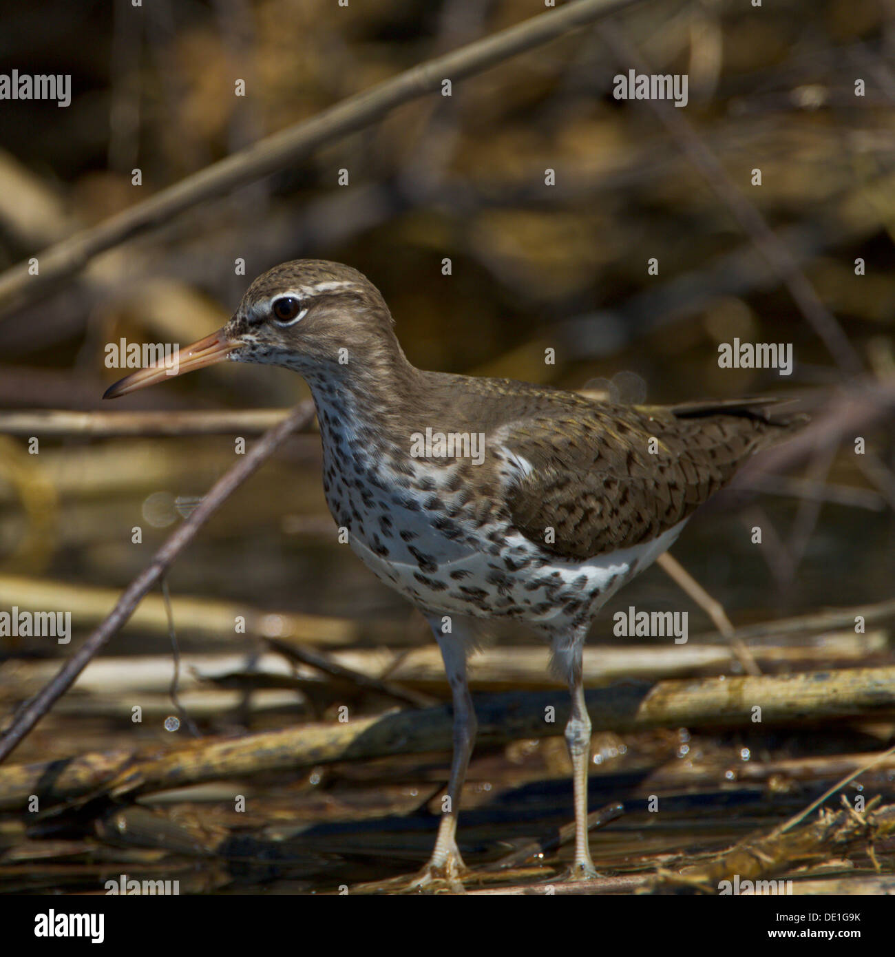 Spotted Sandpiper on Spartina Grass in South Carolina Stock Photo
