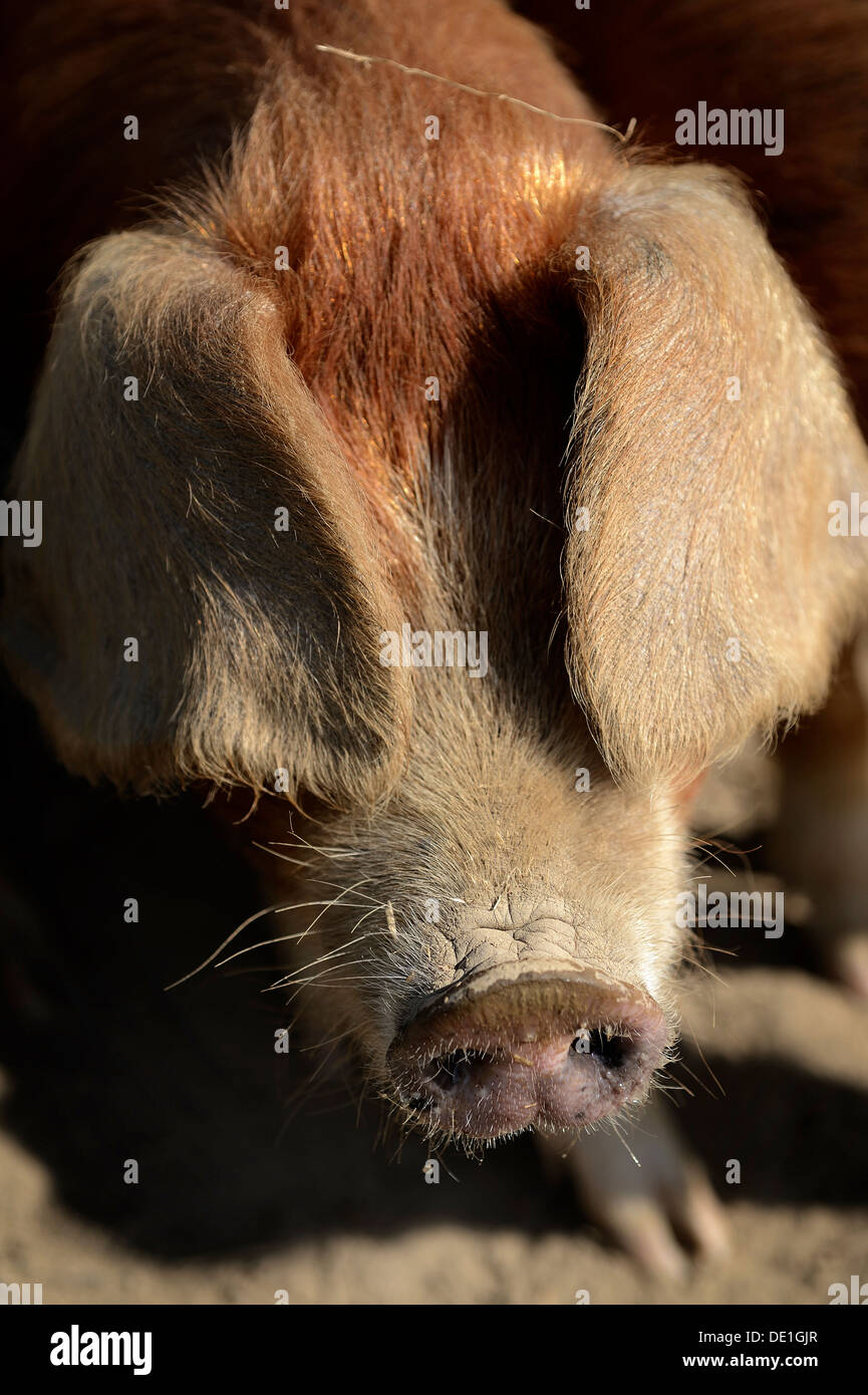 A Portrait of a Pig on Farm Stock Photo