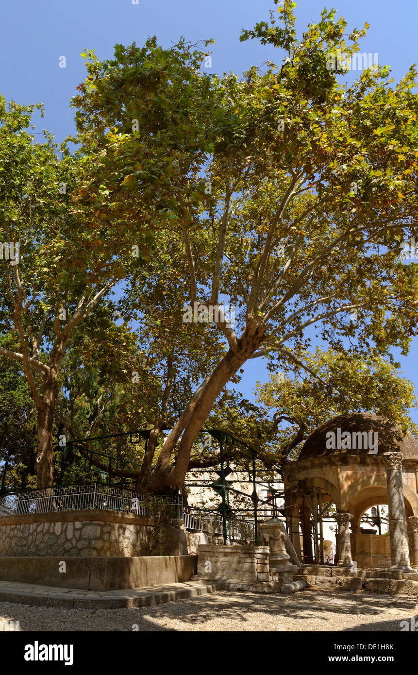 Hippocrates Plane Tree and mosque font at Kos City, Island of Kos, Dodecanese Island group, Greece. Stock Photo
