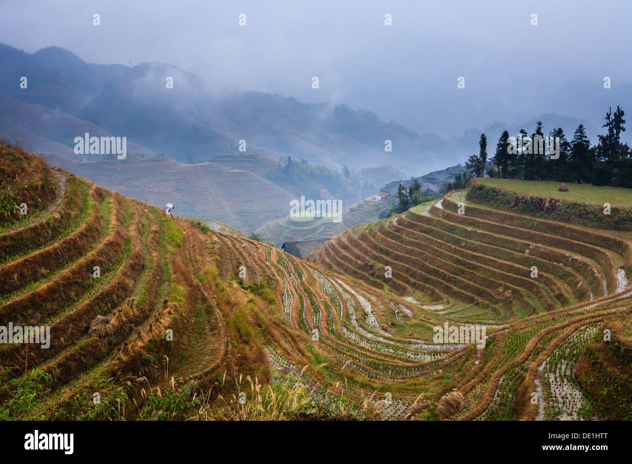 Famous 500 year old contoured rice terraces on the misty mountain slops of Longsheng, China, tended by hand in traditional way Stock Photo