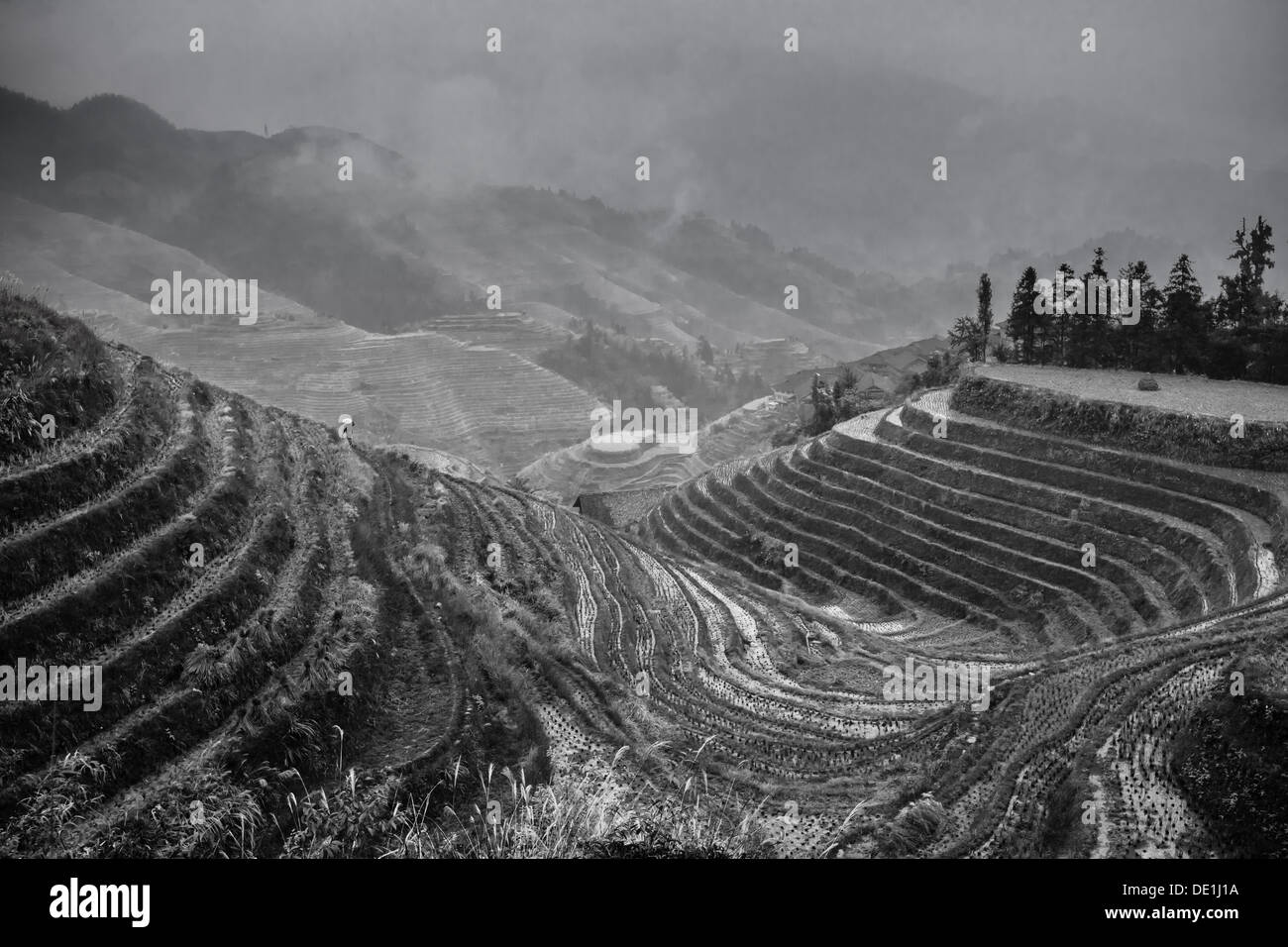 Black and white monochrome picture of farmer tending ancient rice terraces on the of Longsheng, China Stock Photo