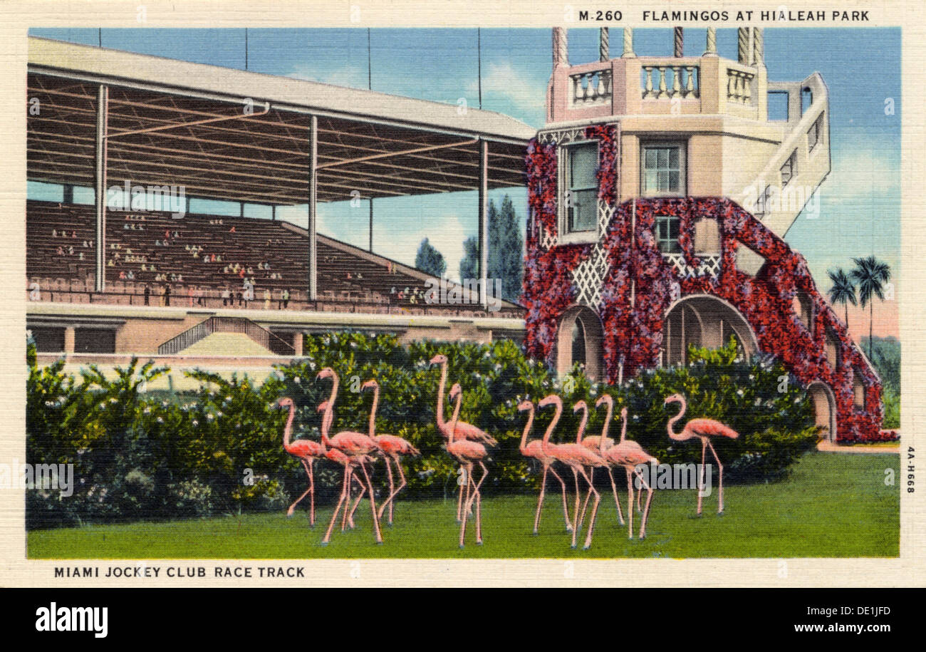Hialeah Race Track Flamingos