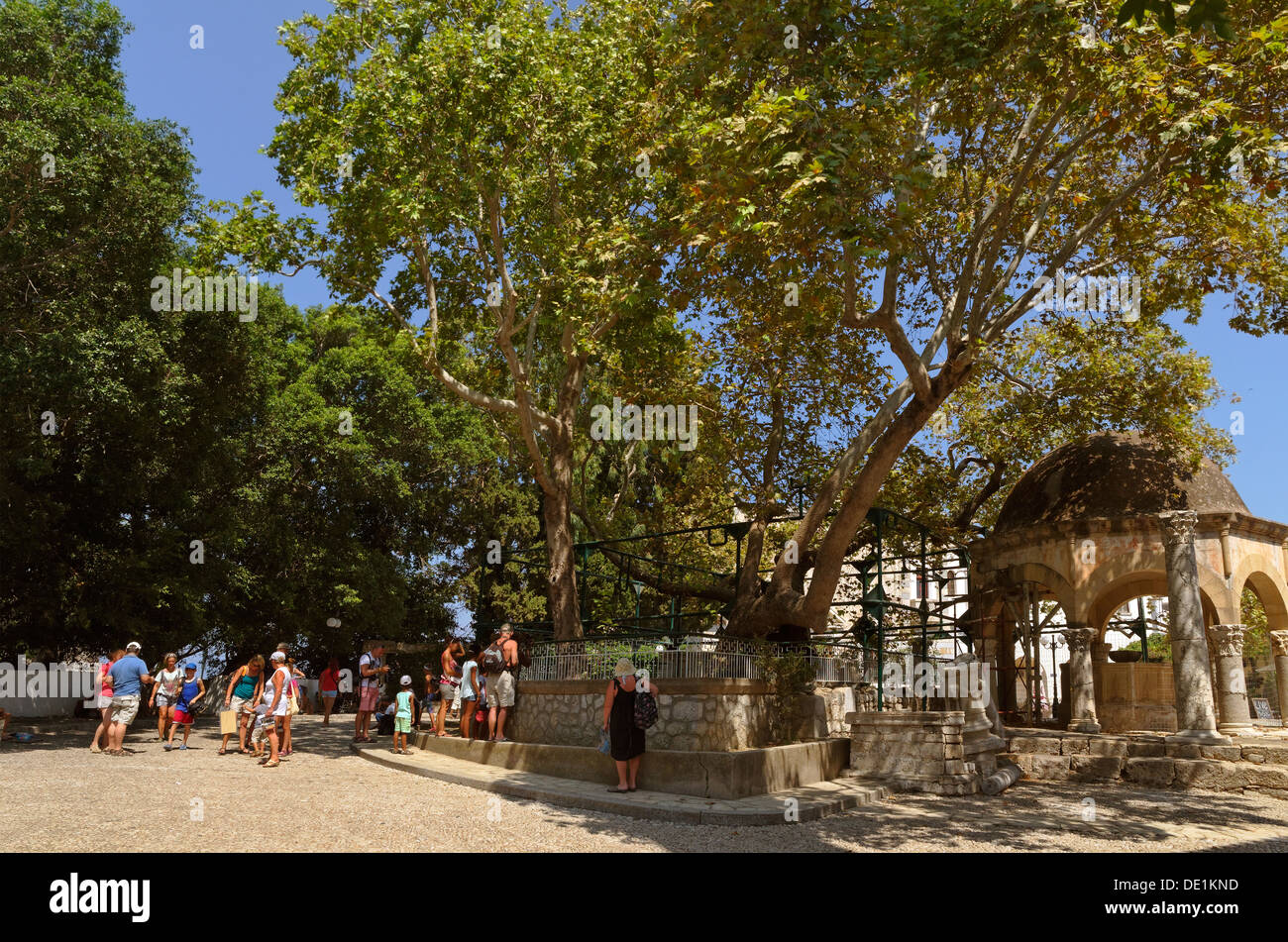 Hippocrates Plane Tree at Kos City, Island of Kos, Dodecanese Island group, Greece. Stock Photo