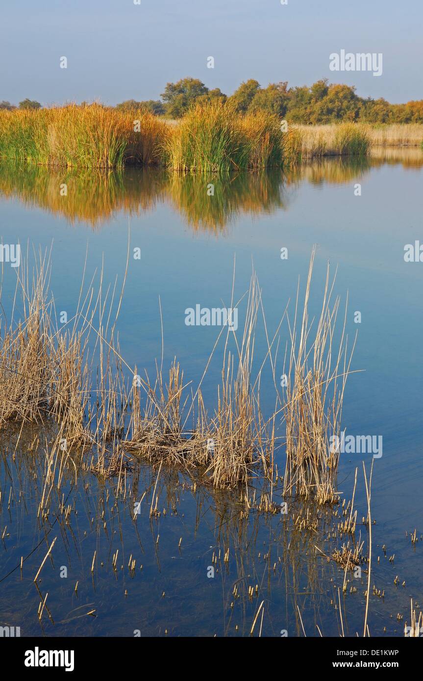 Tablas de Daimiel National Park, Daimiel, Ciudad Real province