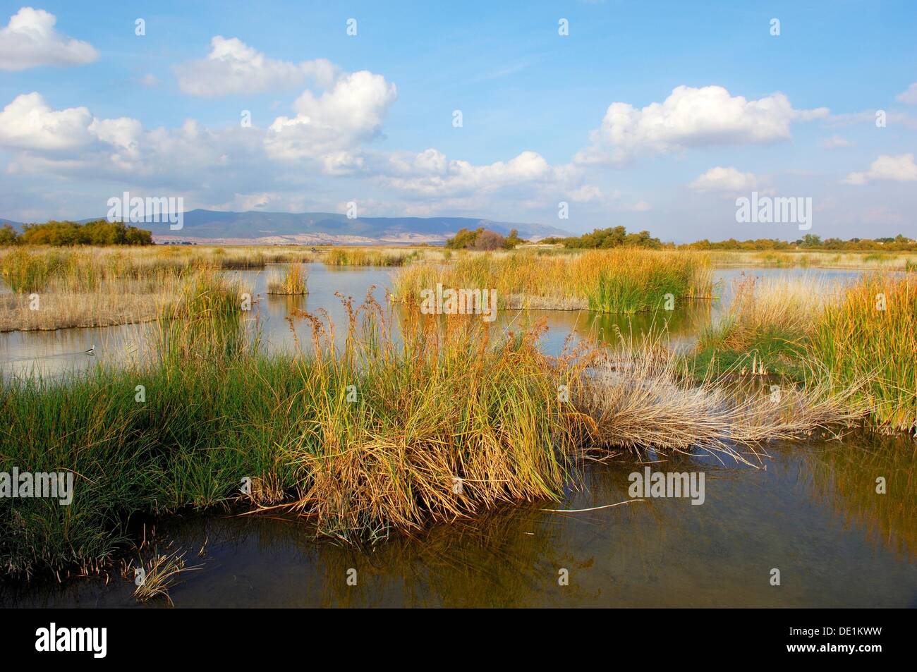 Tablas de Daimiel National Park, Daimiel, Ciudad Real province, CastillaLa Mancha, Spain Stock