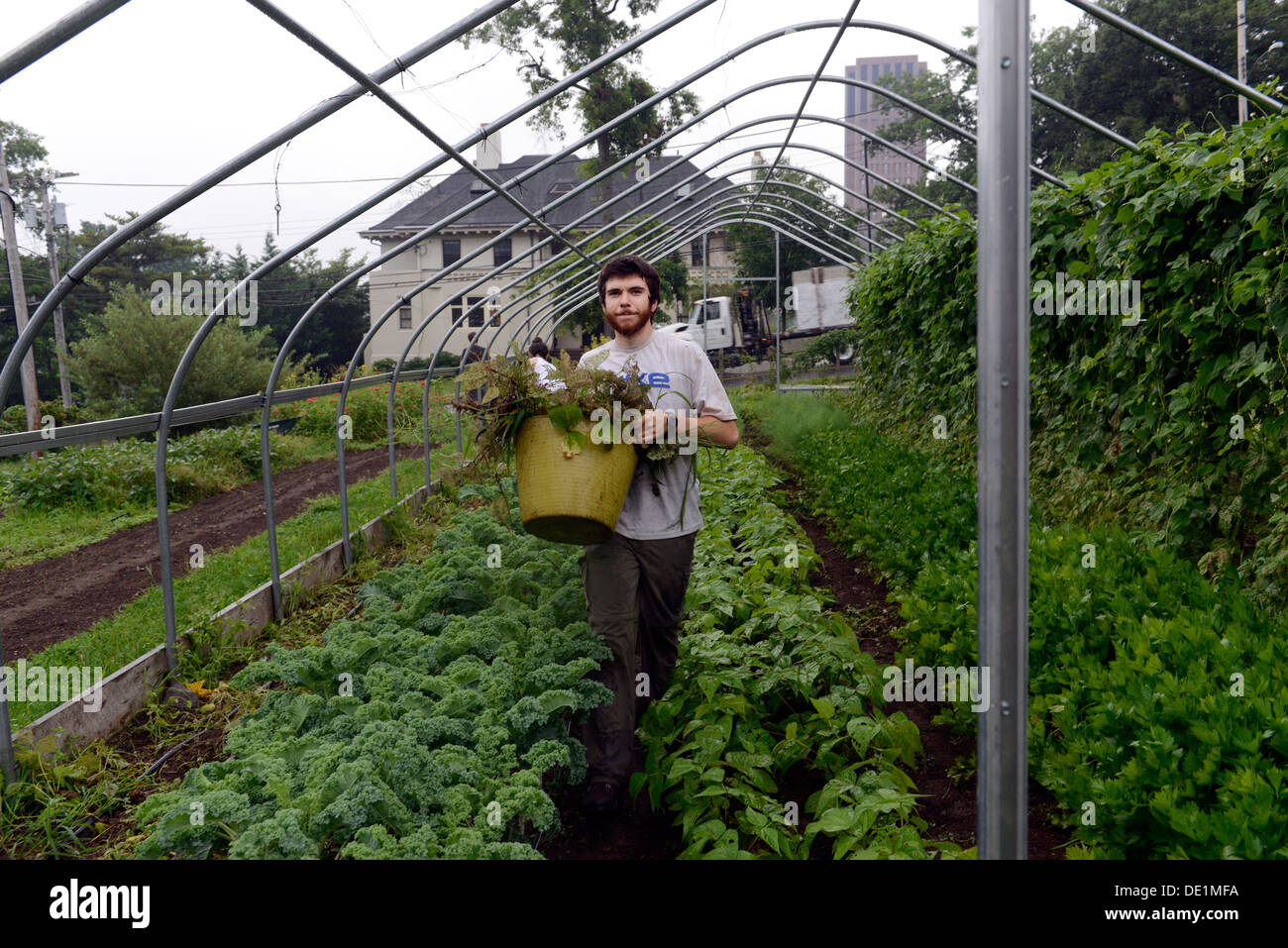 yale university student Jackson Blum, '15, works for the summer at Yale's organic garden. Stock Photo
