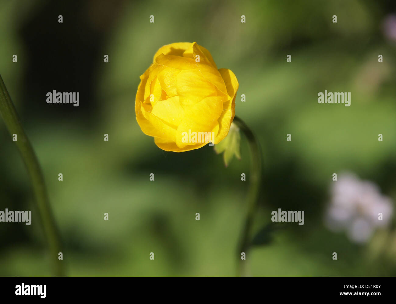 double buttercup close up against a grass Stock Photo