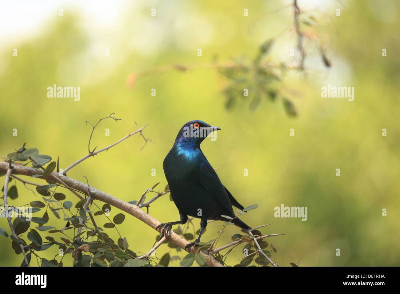 Cape Glossy Starling perched on a branch in Mpumalanga Province, South Africa Stock Photo
