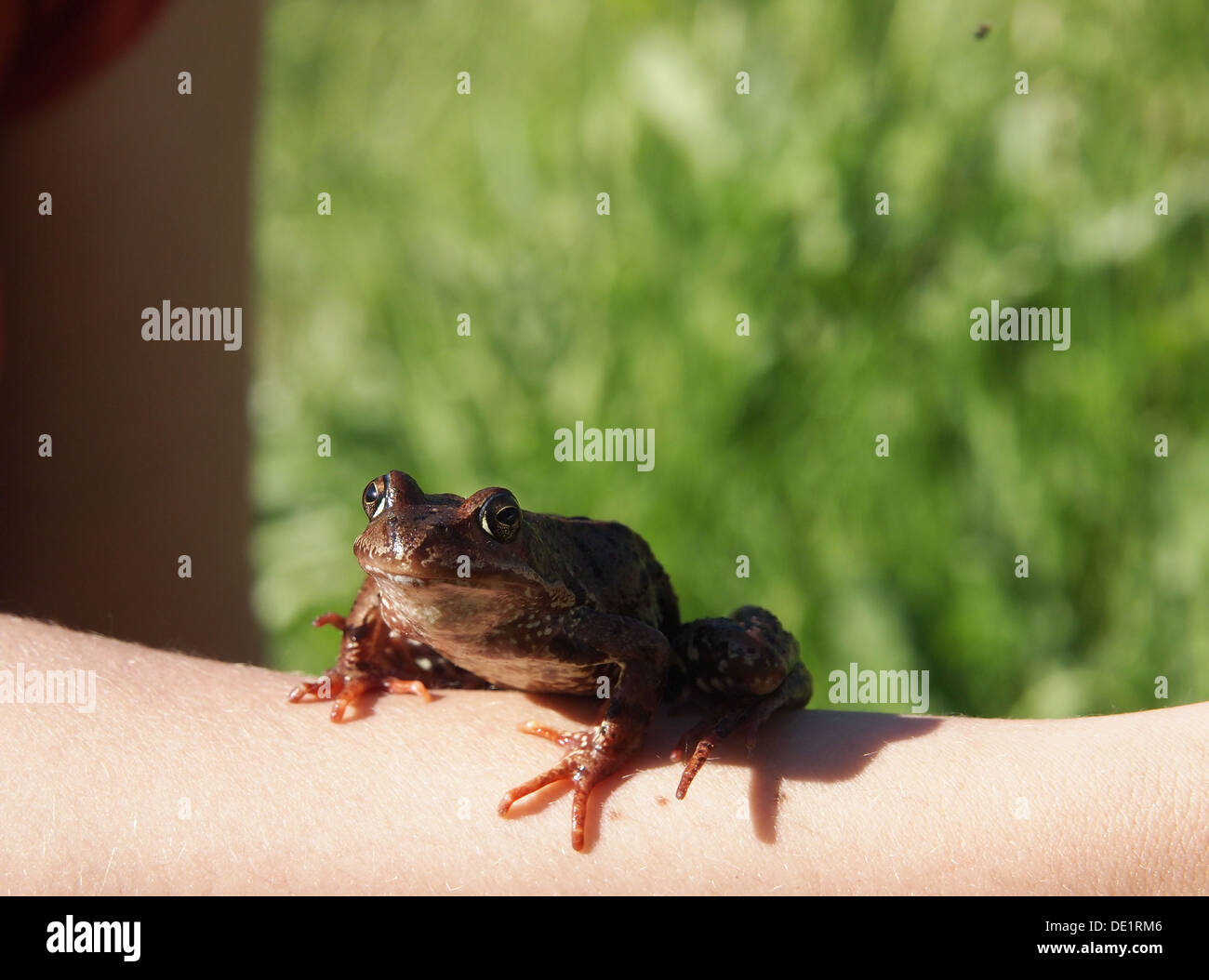 Frog on human hand hi-res stock photography and images - Page 2 - Alamy