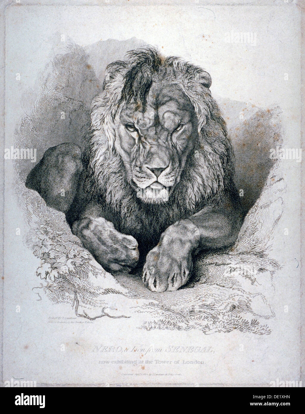 'Nero, a lion from Senegal, now exhibiting in the Tower of London', 1814. Artist: Edwin Henry Landseer Stock Photo