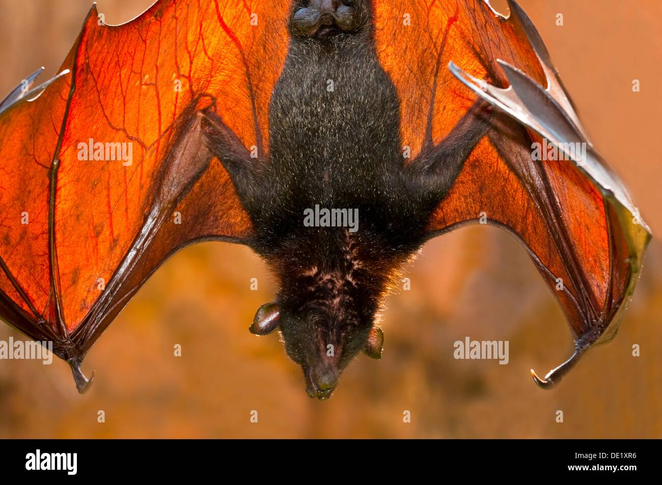 giant-crowned-flying-fox-shop-sale-save-64-jlcatj-gob-mx