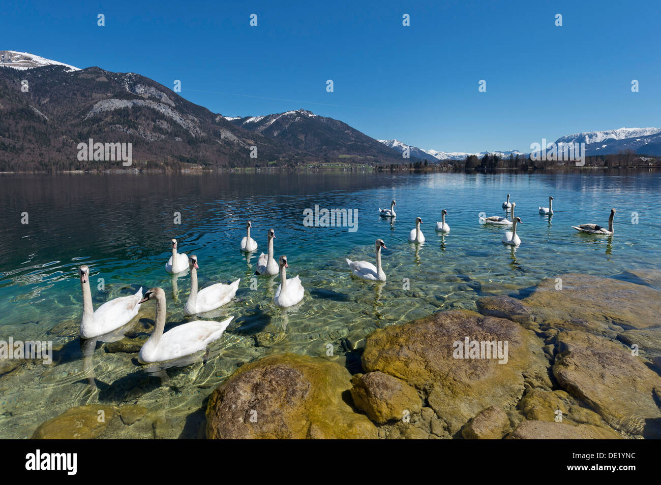 Mute Swans (Cygnus olor), Lake Wolfgang, near St. Gilgen, Salzkammergut, Salzburg State, Austria Stock Photo