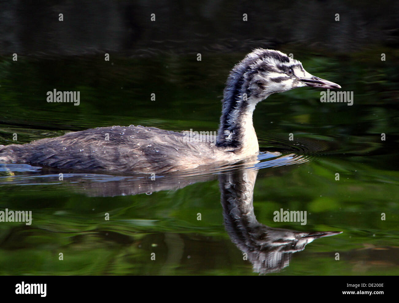 Juvenile Great Crested Grebe (Podiceps cristatus) swimming in a lake ...