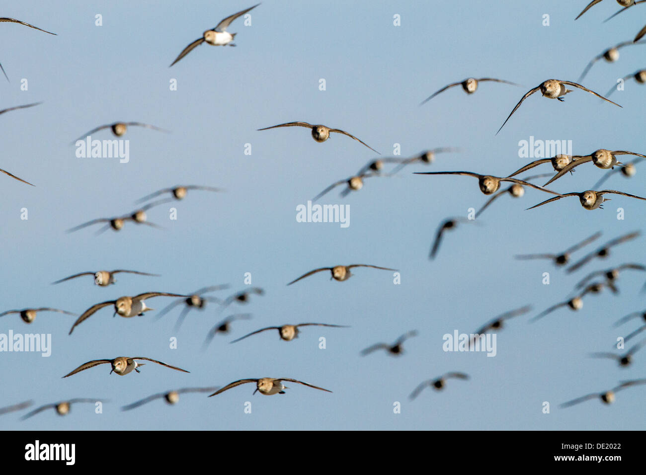 Ruddy turnstone,Sandpipers & shorebirds in flight Stock Photo