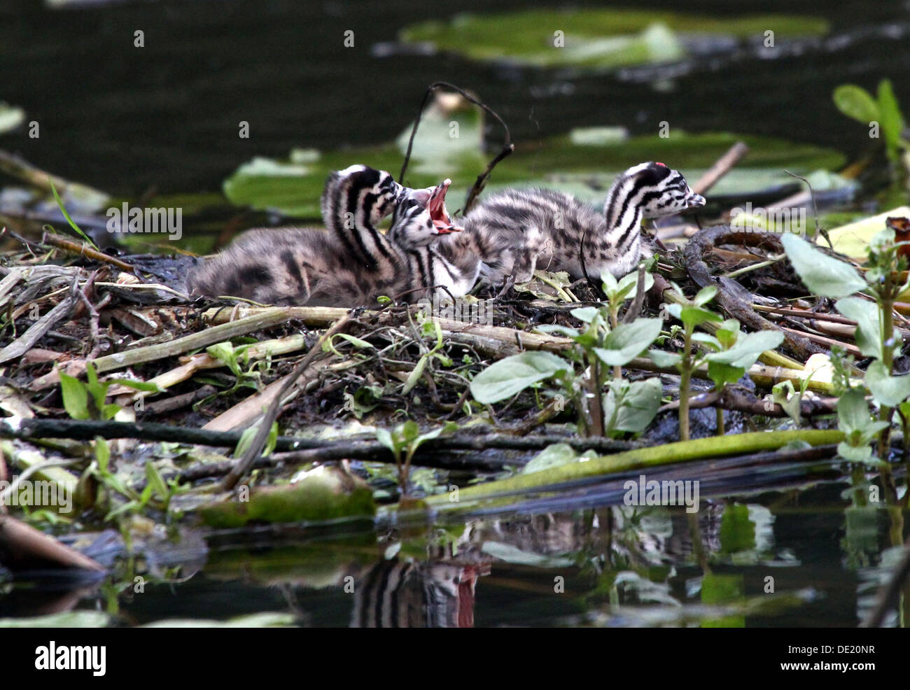 Great Crested Grebe (Podiceps cristatus) brooding on the nest & youngsters being fed by their parents (over 30 images in series) Stock Photo