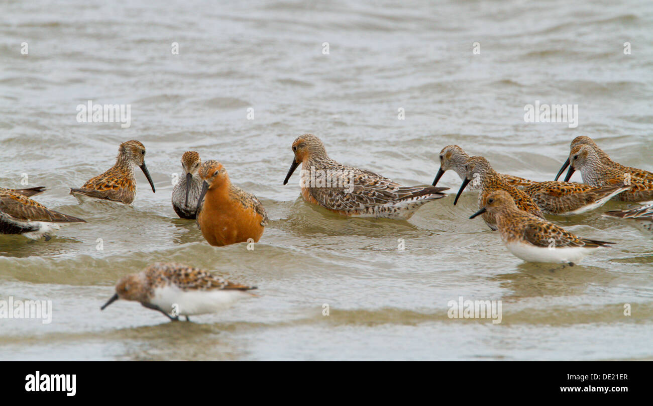 Red Knot and other shorebirds feeding in surf Stock Photo