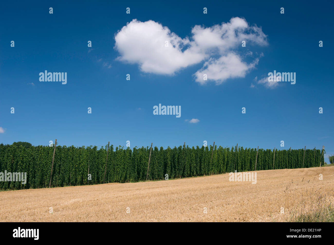 Hops and wheat farming in the Hallertau area, Mainburg, Bavaria Stock Photo