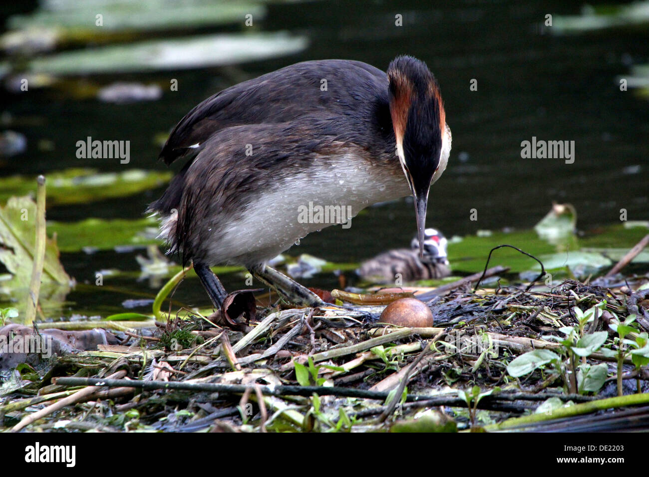 Great Crested Grebe (Podiceps cristatus) brooding on the nest & youngsters being fed by their parents (over 30 images in series) Stock Photo