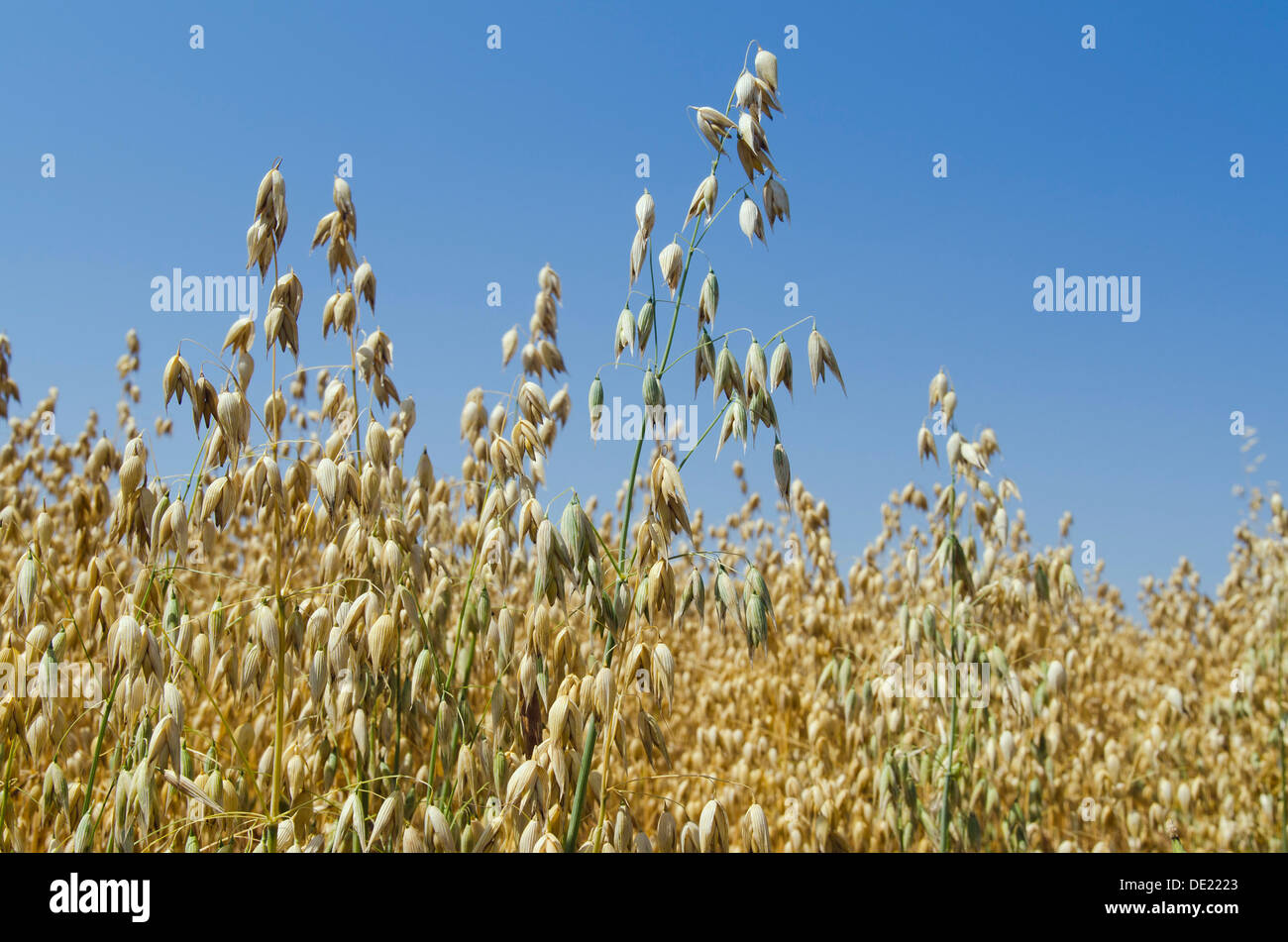 Ear of grain in a field of Oats (Avena), Hallertau area, Mainburg, Bavaria Stock Photo