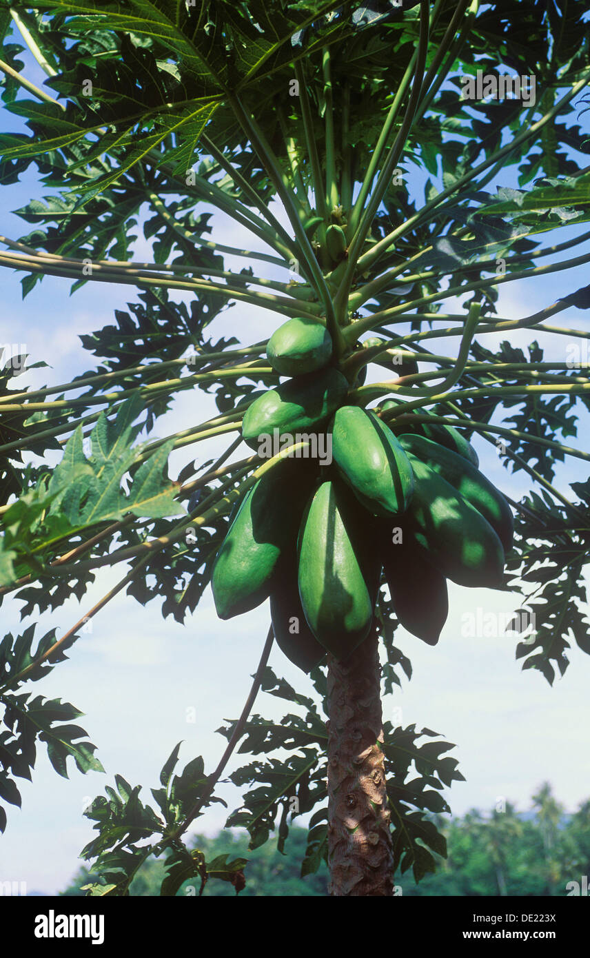 Papaya (Carica papaya), fruits growing on a tree, Ubud, Bali, Indonesia Stock Photo