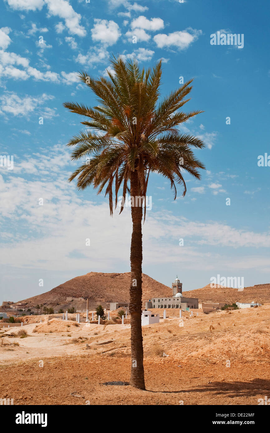Palm tree in the Sahara, Africa Stock Photo Alamy