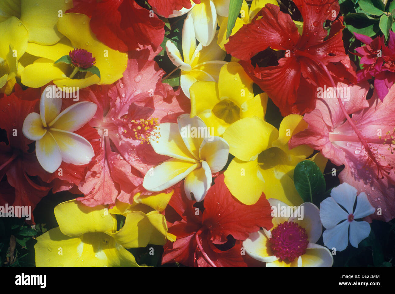 Tropical flowers, Ubud, Bali, Indonesia Stock Photo