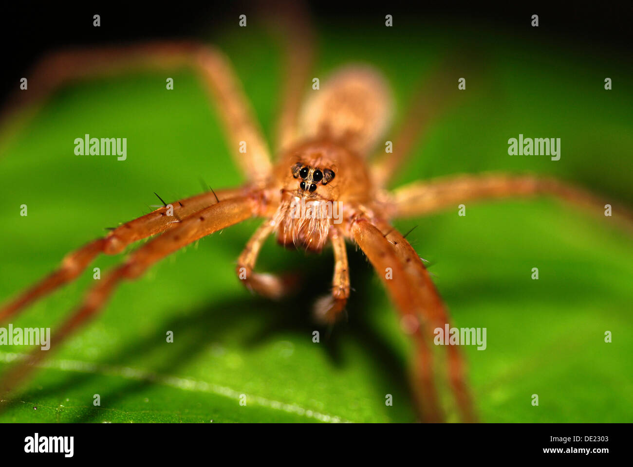 Spider on leaf, frontal view Stock Photo