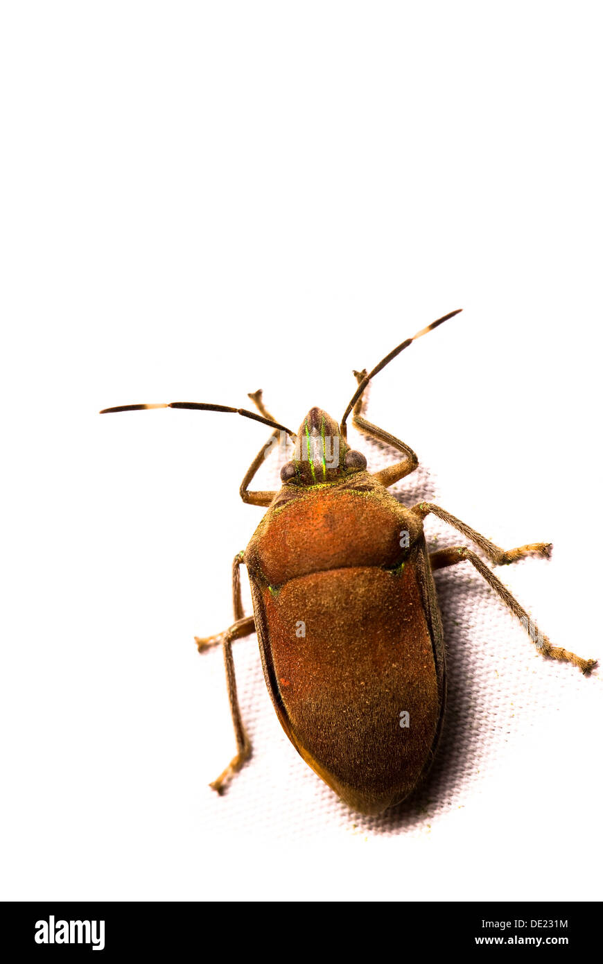 Beetle (Coleoptera) Stock Photo