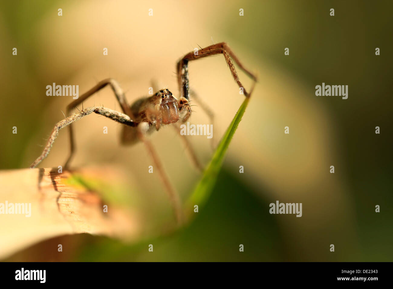 Spider (Araneae) lying in wait, Dehnepark, Penzing, Vienna, Austria, Europe Stock Photo