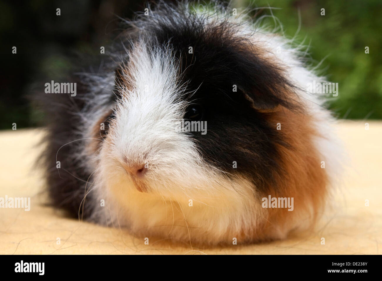 Guinea pig, Swiss Teddy breed, threecoloured tortie Stock Photo Alamy