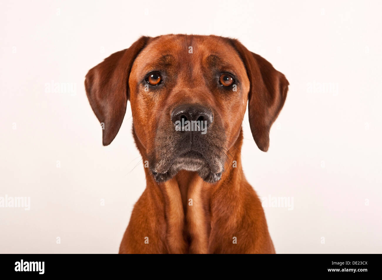 Rhodesian Ridgeback, male dog, portrait Stock Photo