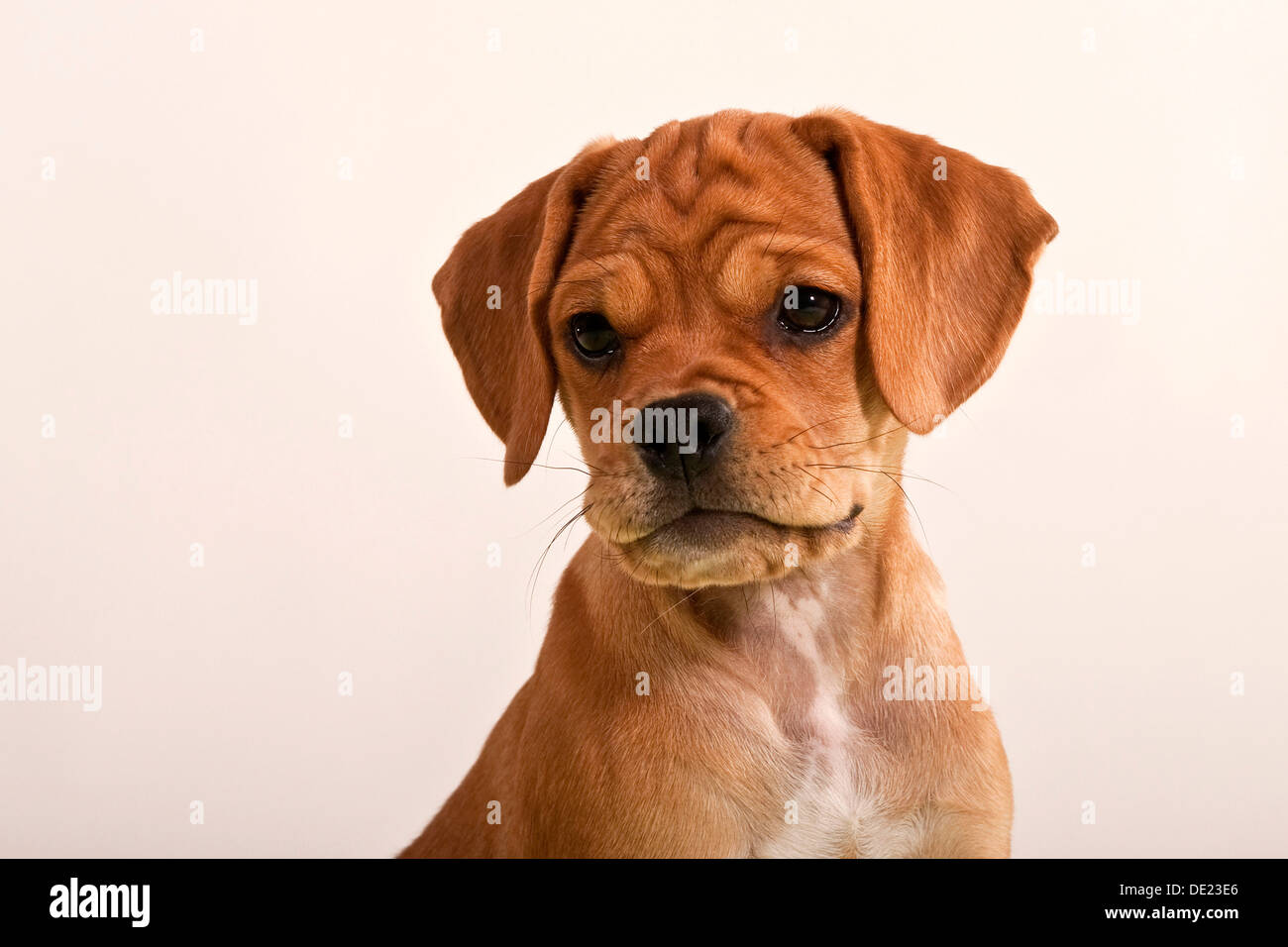 Puggle puppy, portrait Stock Photo