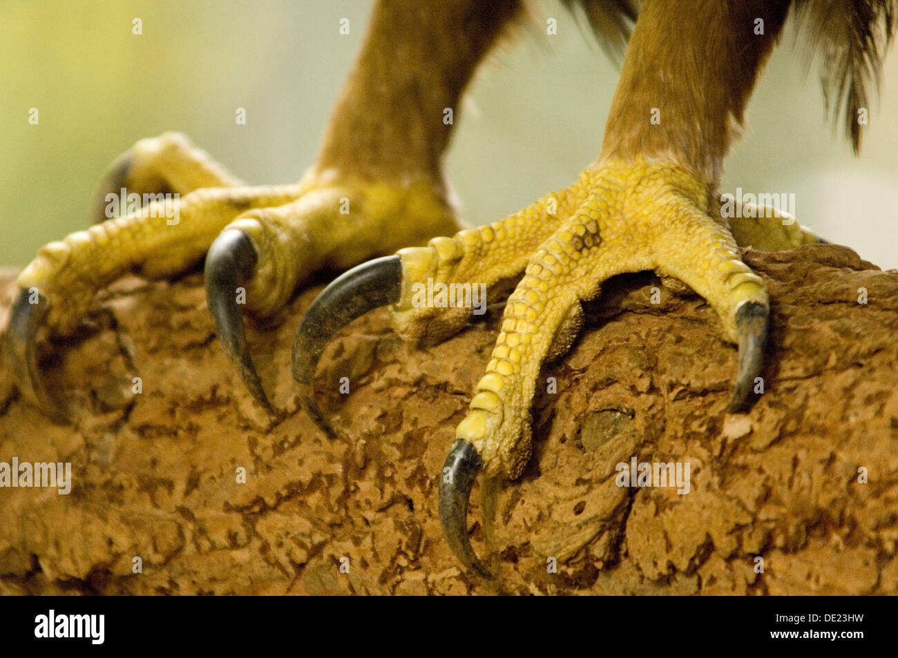 Claws of Golden Eagle (Aquila chrysaetos) in center for recuperation of ...