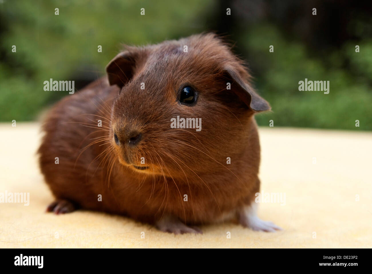Young smooth hair, short hair guinea pig, red-white coloured Stock Photo -  Alamy