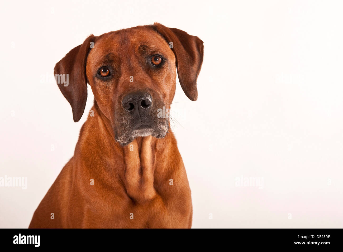 Rhodesian Ridgeback, male dog, portrait Stock Photo
