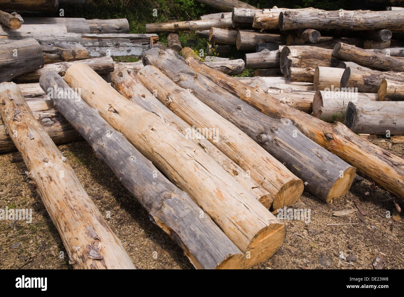 Stack of Eastern white pine tree logs, Laurentians, Quebec, Canada Stock Photo