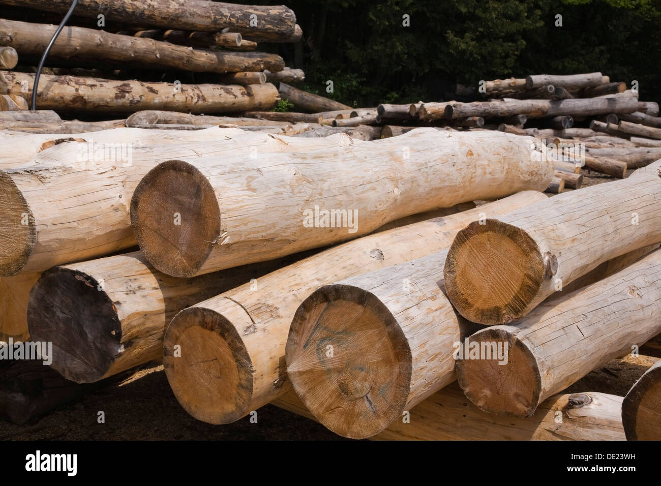 Stack of Eastern white pine tree logs, Laurentians, Quebec, Canada Stock Photo