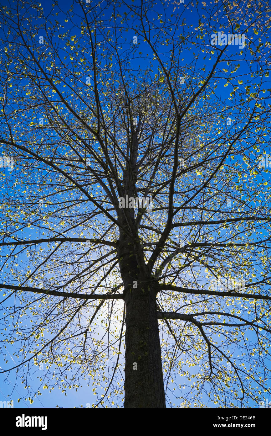 A silhouetted deciduous tree with emerging buds against a blue sky in