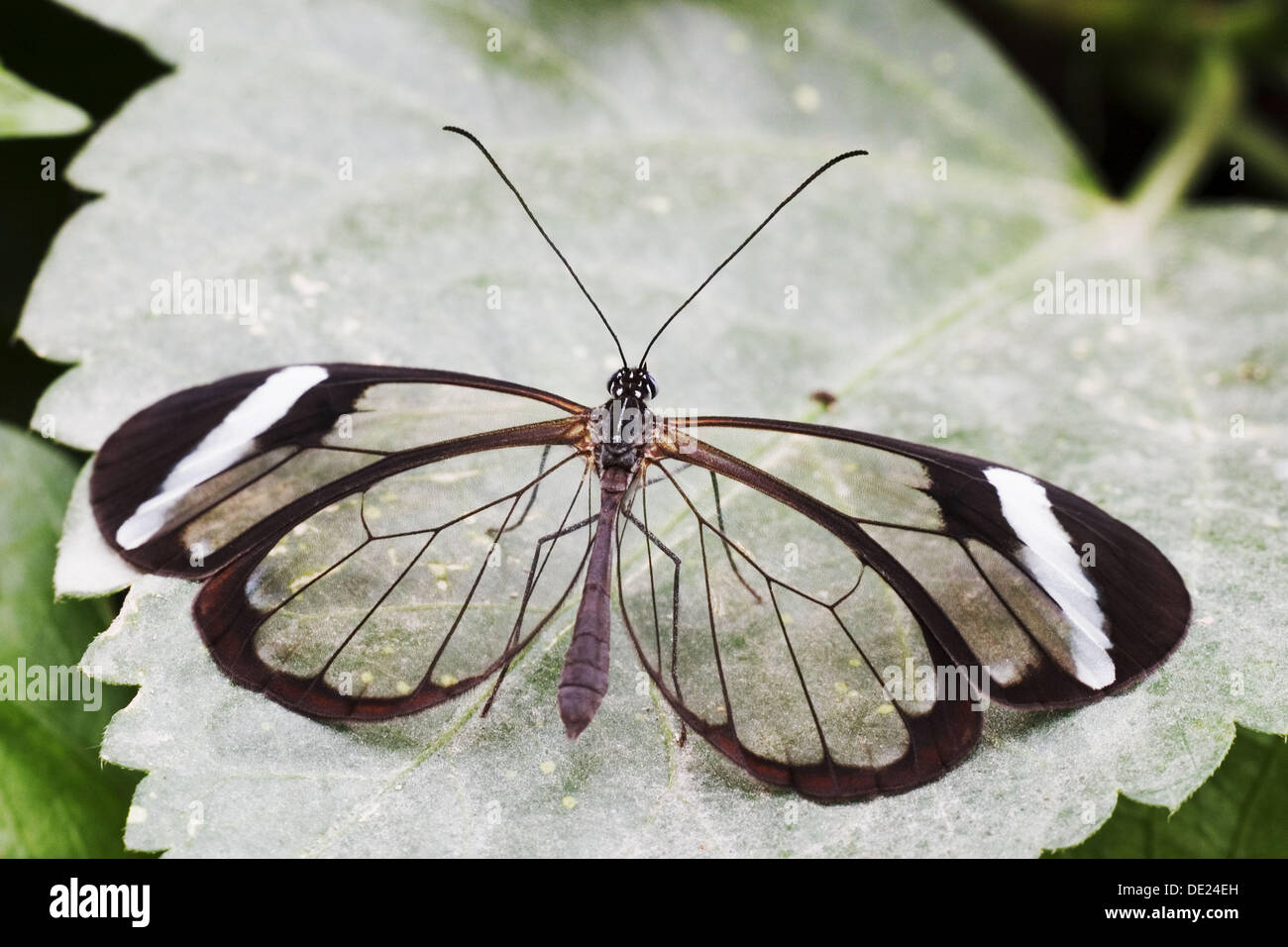 Glasswing Butterfly Greta oto resting on leaf Stock Photo Alamy
