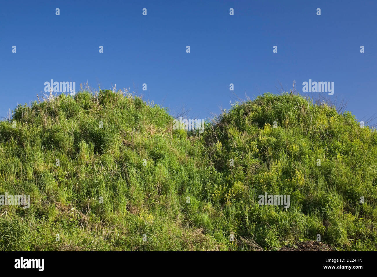 Green plants growing on top of two mounds of topsoil in a commercial