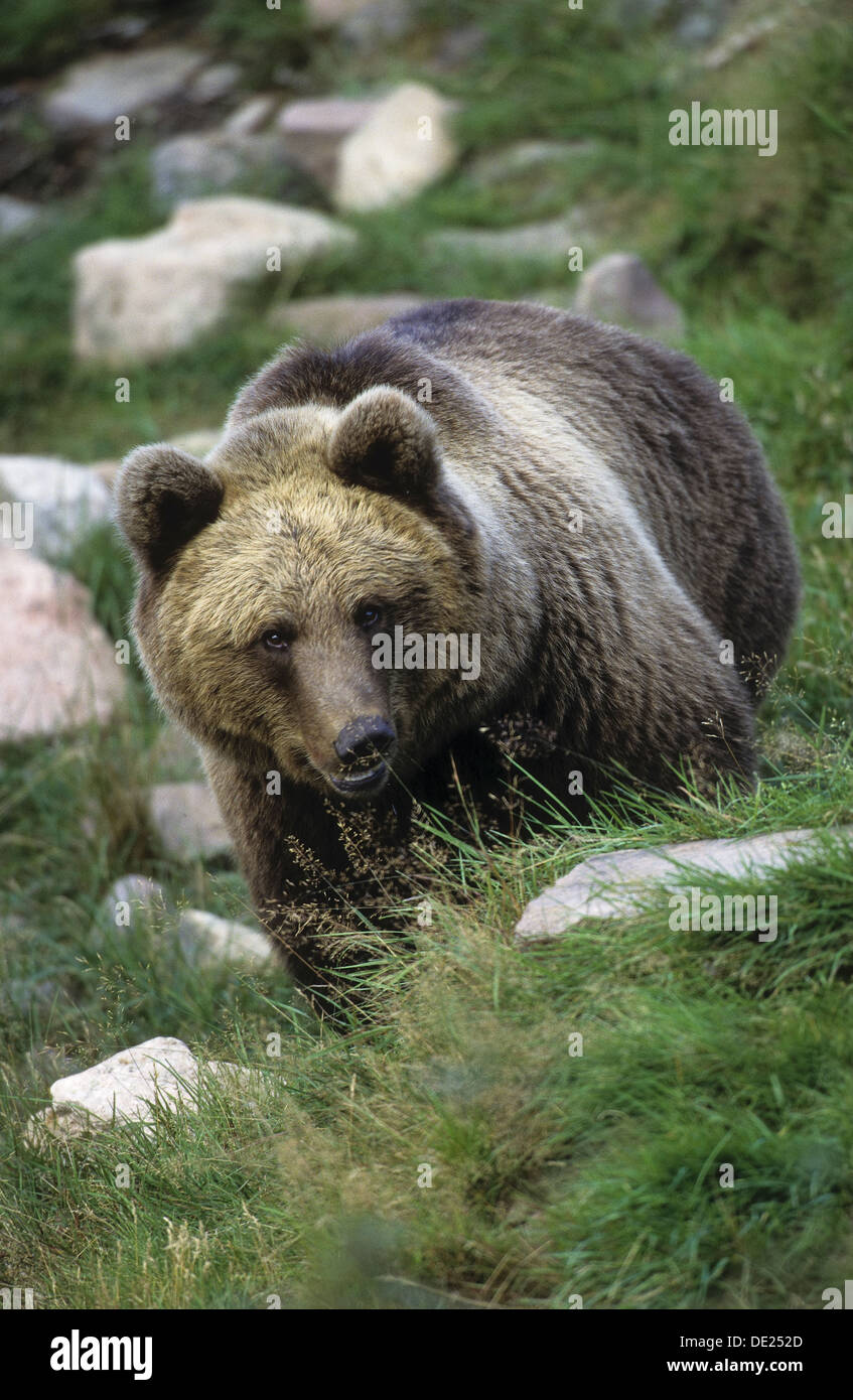 Brown bear, bears, Braunbär, Braun-Bär, Bär, Bären, Ursus arctos Stock Photo
