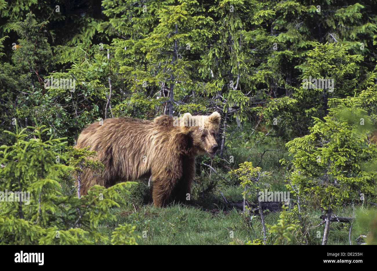Brown bear, bears, Braunbär, Braun-Bär, Bär, Bären, Ursus arctos Stock Photo