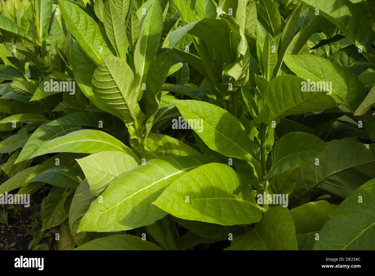 tobacco quebec Tobacco plants (Nicotiana tabacum), Montréal, Quebec Province, Canada Stock  Photo
