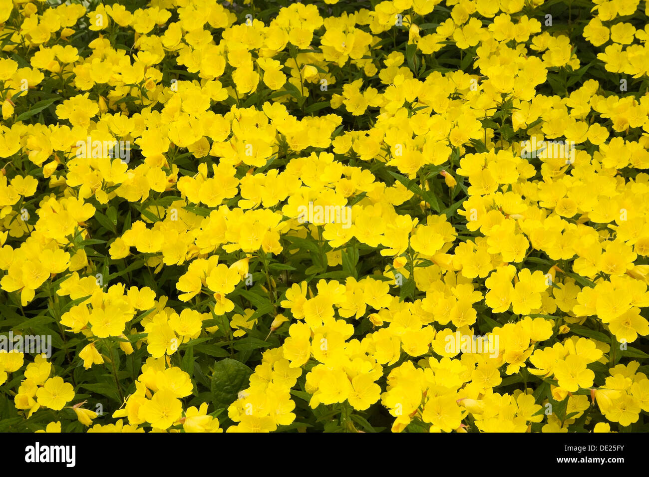Narrow-leaved sundrops (Oenothera fruticosa), yellow flowers, Laval, Quebec Province, Canada Stock Photo