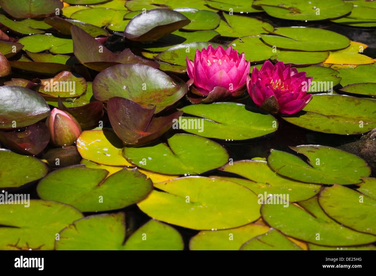 Two Lilies High Resolution Stock Photography and Images - Alamy