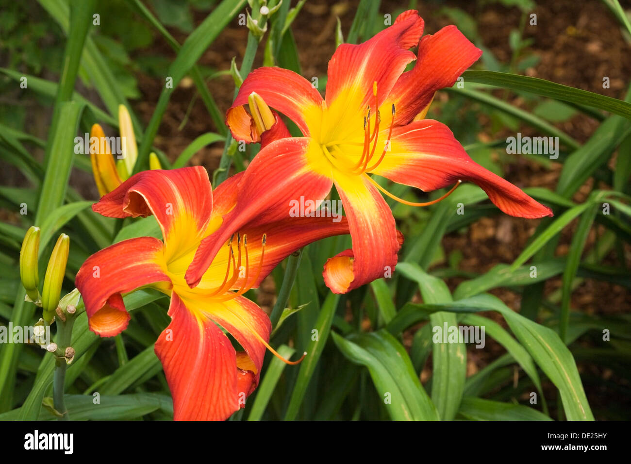 Red and yellow daylilies (Hemerocallis), flowers, Quebec Province, Canada Stock Photo
